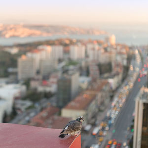 High angle view of bird perching in city