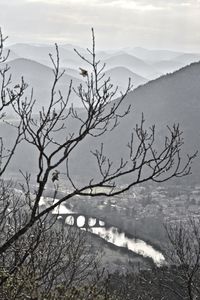 Bare tree by sea against sky