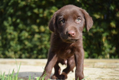 Portrait of puppy standing outdoors