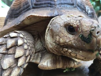 Close-up of dog for sale