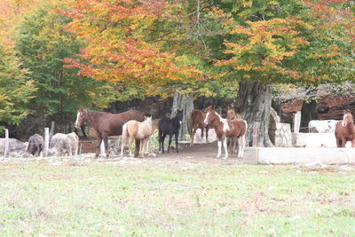 Horses in a field