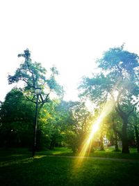 Trees on field against clear sky