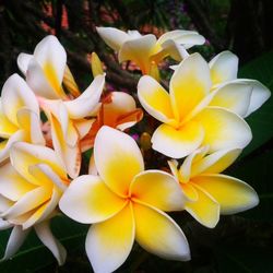 Close-up of yellow flower