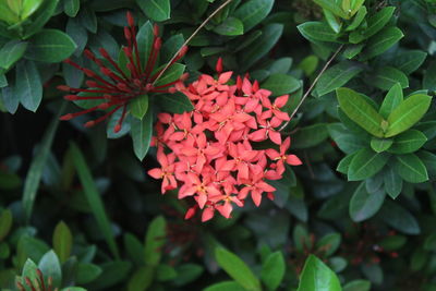 Close-up of red flowering plant