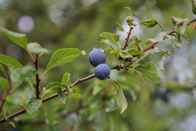 Close-up of fruits growing on tree