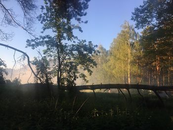 Trees in forest against sky during autumn