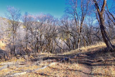 View of bare trees in forest