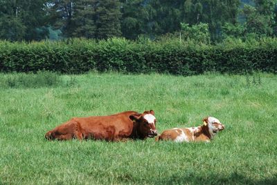 Cows in a field