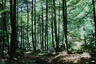 Full frame shot of trees in forest