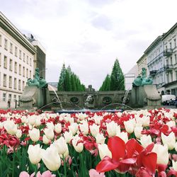 Pink flowers blooming against clear sky