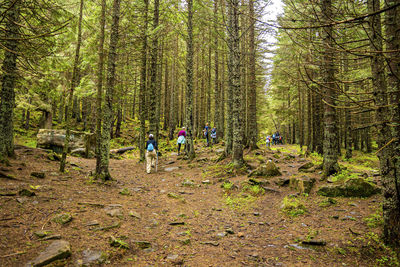 People walking in forest