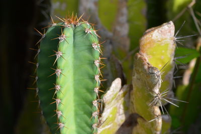 Close-up of succulent plant