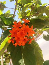 Close-up of flowers