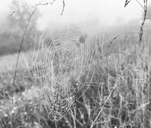 spider web