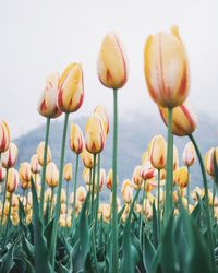 Close-up of flowering plants against sky