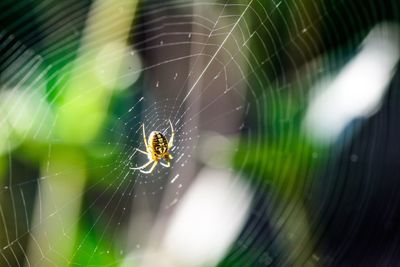 Close-up of spider on web