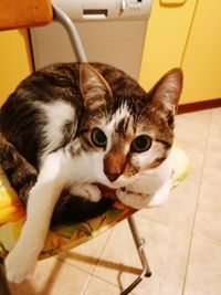 Close-up portrait of cat sitting on tiled floor