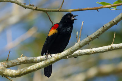 Red-winged blackbird - agelaius phoeniceus in cano negro