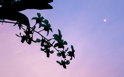 Low angle view of silhouette flowering plant against sky