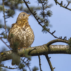 Low angle view of eagle perching on tree