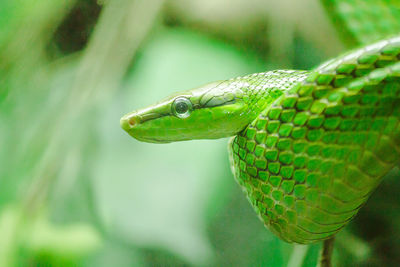 Corn snake is a popular snake. 