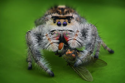 Close-up of spider