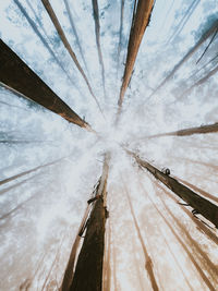 Low angle view of trees in forest