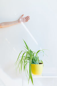 Close-up of potted plant against white background