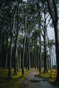 Trees in park