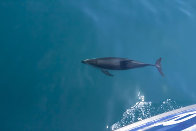 View of jellyfish swimming in sea