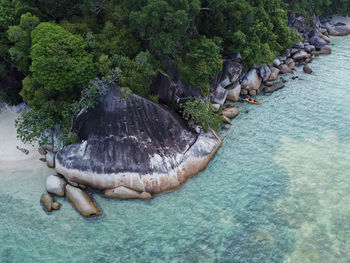 View of turtle in sea