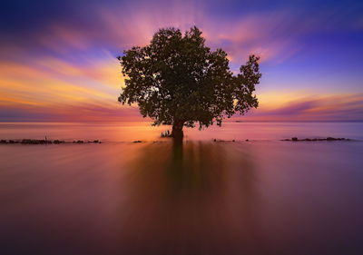 Silhouette tree by lake against sky during sunset