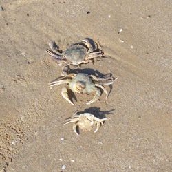 Footprints on sandy beach