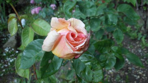 Close-up of pink rose