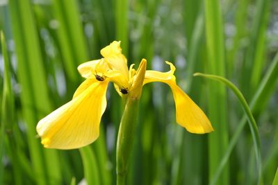 Close-up of yellow flowering plant