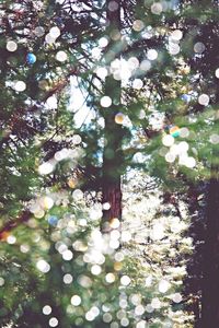 Low angle view of flowers on tree