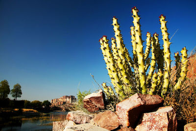 Plants against clear blue sky