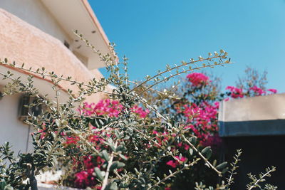 Low angle view of pink flowering plant against building