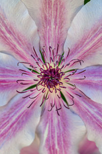 Macro shot of pink flowering plant