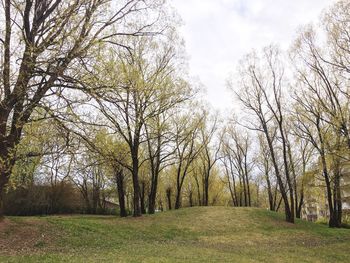 Trees on field in forest against sky