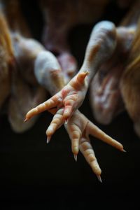 Close-up of chickens leg