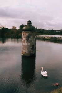 Swan on lake against sky