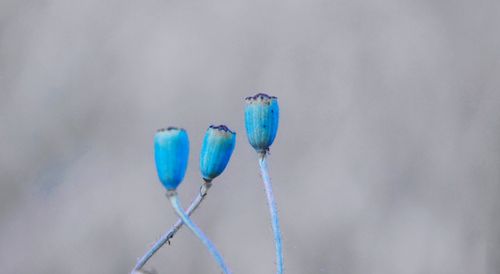 Close-up of blue metal