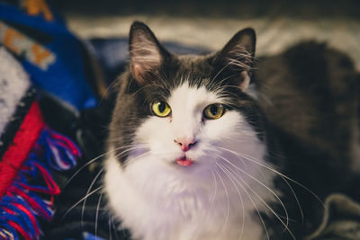 Close-up portrait of cat sticking tongue out6