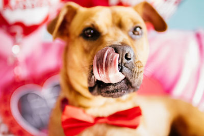 Close-up portrait of dog