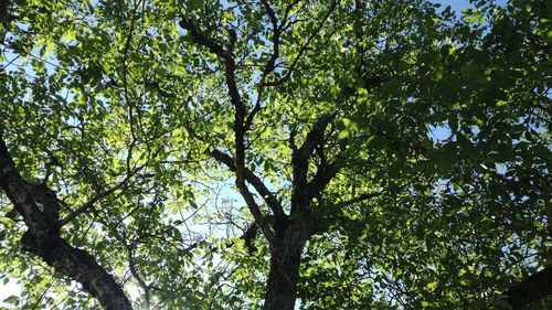 Low angle view of tree against sky
