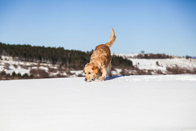Cat on snow against clear sky