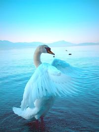 View of swan in lake against clear sky