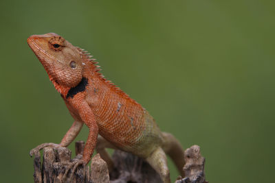 A lizard animal wildlife with a small spike is perched on a branch