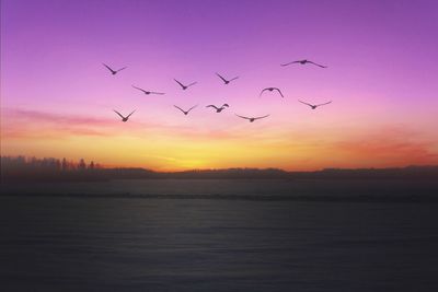 Silhouette birds flying over sea against sky during sunset